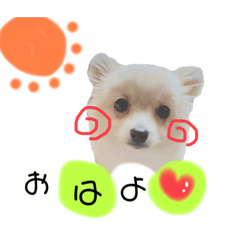[LINEスタンプ] 鈴木家の小次郎くん