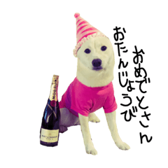 [LINEスタンプ] 柴犬つき