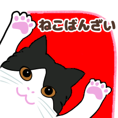 [LINEスタンプ] ねこばんざい 日常会話