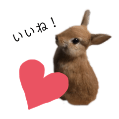 [LINEスタンプ] うさぎnoきなこ。