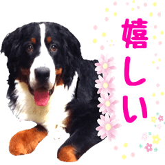 [LINEスタンプ] 愛犬ハル＆愛猫ちゃー助の日常