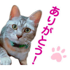 [LINEスタンプ] ねこのあんずさんの使いやすいスタンプ