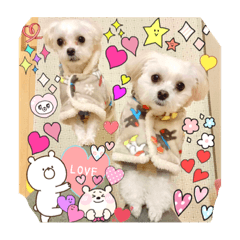 [LINEスタンプ] マルチワワ＆マルチーズ兄弟 ♡