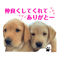 [LINEスタンプ] イエローラブラドール犬友と使える言葉Ala