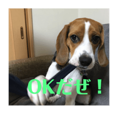 [LINEスタンプ] チャッピーさん