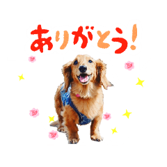 [LINEスタンプ] ミニチュアダックスの こりんだよーん