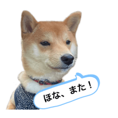 [LINEスタンプ] ましゃです