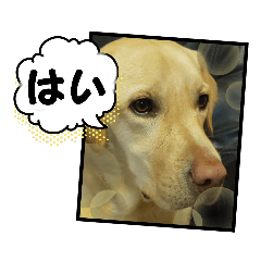 [LINEスタンプ] 黄色いお方5
