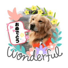 [LINEスタンプ] ピースワンコ保護犬スタンプ おめでとうver