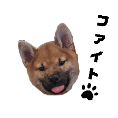 [LINEスタンプ] しばいぬ はな 2