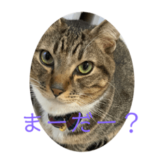 [LINEスタンプ] 神モンDARUMA0427