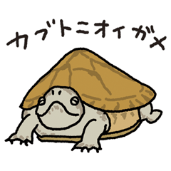 [LINEスタンプ] カブトニオイガメさん