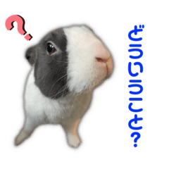 [LINEスタンプ] ダッチうさぎのうさ太☆1