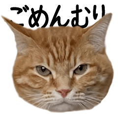 [LINEスタンプ] 「ノー」と「イエス」を伝えてくれる猫