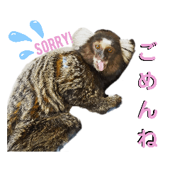 [LINEスタンプ] コモンマーモセットのタマキだよ