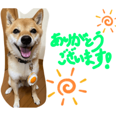 [LINEスタンプ] 豆柴コロ②