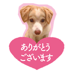 [LINEスタンプ] ボーダーコリーMIXシルフ君