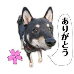 [LINEスタンプ] 黒柴のまめさん