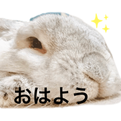 [LINEスタンプ] うさぎのラパンちゃん
