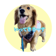 [LINEスタンプ] もみじ＆かえで姉妹犬