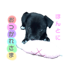 [LINEスタンプ] ラブラドールのあずきちゃんです