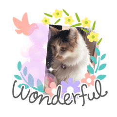 [LINEスタンプ] にゃんneko wonderful