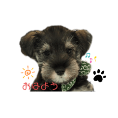 [LINEスタンプ] ミニチュアシュナウザーのゆず君♪