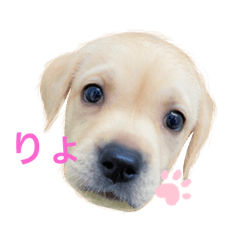 [LINEスタンプ] てらだ動物病院スタンプ24