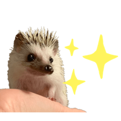 [LINEスタンプ] ハリネズミのタワシ[日常的スタンプ2]