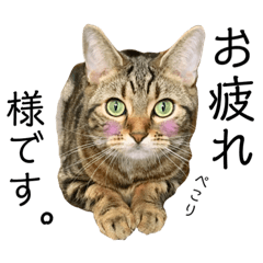 [LINEスタンプ] 猫猫日和2☆ゆるい敬語スタンプ