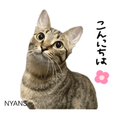 [LINEスタンプ] 動物愛護団体NYANS～日常編～