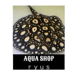 [LINEスタンプ] AQUA SHOP★ryus！！