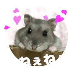 [LINEスタンプ] Nicoちゃんのスタンプです。
