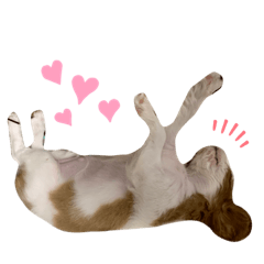 [LINEスタンプ] キャバリアのかんなちゃん♡