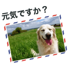 [LINEスタンプ] シラノのあいさつ ( 日本語 )