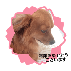 [LINEスタンプ] 愛犬キセのほんわかスタンプ