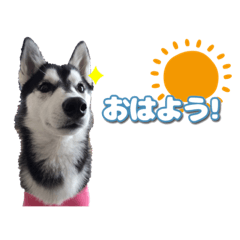 [LINEスタンプ] しろくろハスキー