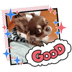 [LINEスタンプ] チワワ のあんこちゃんスタンプ 2