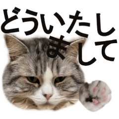 [LINEスタンプ] ぐーたら猫のウルのスタンプ