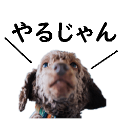 [LINEスタンプ] シンプルな日常会話の犬スタンプ