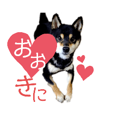 [LINEスタンプ] 柴犬 黒柴きのこの日常4 大阪弁篇