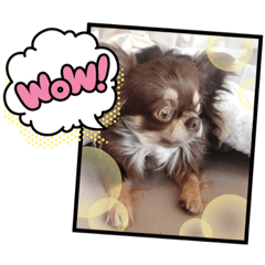 [LINEスタンプ] あんこちゃんのスタンプ3