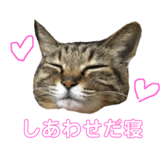 [LINEスタンプ] マリーはかわいい寝