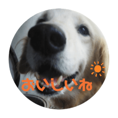 [LINEスタンプ] 楽しい犬です