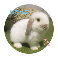 [LINEスタンプ] しろっぷめいぷるしなもん