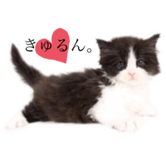 [LINEスタンプ] サイベリアンのテンくん