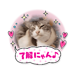 [LINEスタンプ] とっちゃんの日常