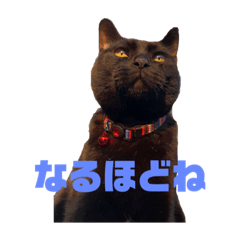 [LINEスタンプ] うちのねっこ！！