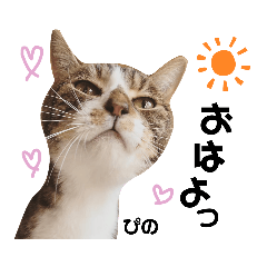 [LINEスタンプ] 多頭飼育崩壊レスキューにゃんずvol.2