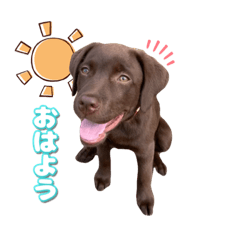 [LINEスタンプ] チョコラブ【いの】